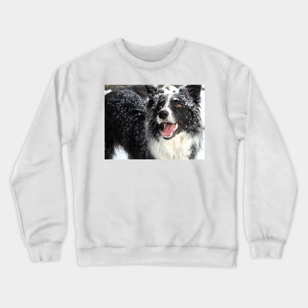 Border Collie in the Snow Crewneck Sweatshirt by Furtographic